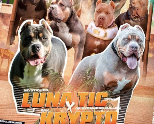 Luna Tic X Krypto